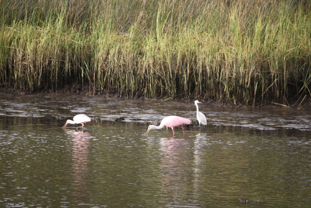 Two Roseate Spoonbills and a Snowy Egret feed near Bird Creek Boat Ramp ignoring their human counterparts nearby.