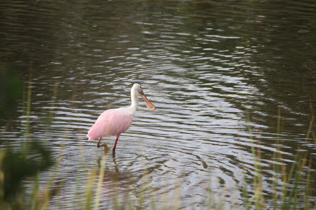 A Roseate Spoonbill walks in shallow water next to Bird Creek Boat Ramp consuming a meal. The colorful bird looks like it walked out of a Florida postcard