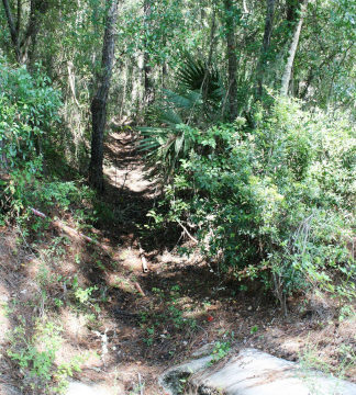 The Bronson flood and mosquito control ditch runs through a forest area at the edge of the James H. Cobb Park.