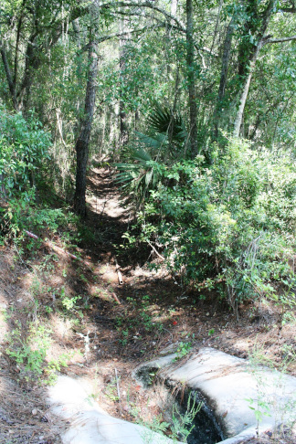 The Bronson flood and mosquito control ditch runs through a forest area at the edge of the James H. Cobb Park.