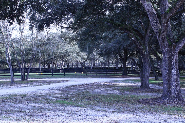 Much of Black Prong is pastures and large stands of oaks with endless horse paddocks. It is relaxing to experience.