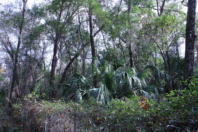 This photograph shows a small section of the 33-acre tract adjoining Peggy O'Neill Basham Nature Park. A development company plans to clear-cut the property for a 98-unit subdivision.