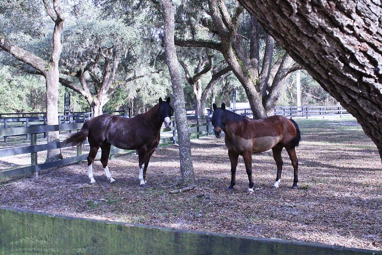 Two friendly horses walked up to the photographer to say hello. They were wearing face masks with eye screens to keep out gnats. The gnats weren't bothering the photographer.