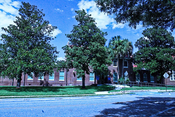 The three magnolia trees on the front lawn of the Levy County Courthouse are a postcard image for anyone with an eye for beauty.