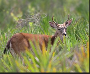 A young buck deer stands in thick palmetto brush at Goethe State Forest using the brush as camouflage. The photo was published by the Florida Department of Agriculture and Consumer Services, which manages Goethe State Forest through the Florida Division of Forestry. The palmetto brush illustrates how easily deer and horse riders could be difficult to see in Goethe State Forest, even on a sunny day, creating a conflict between horse riders and deer hunters trying to bag a deer with a gun during the 11-day deer hunting season.