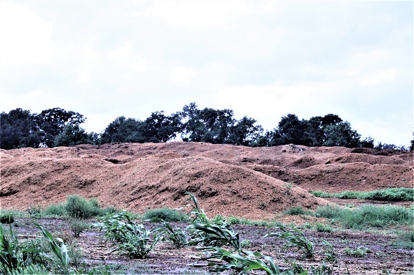 The photo offers the reader some idea of the height of the windrows of used horse bedding.