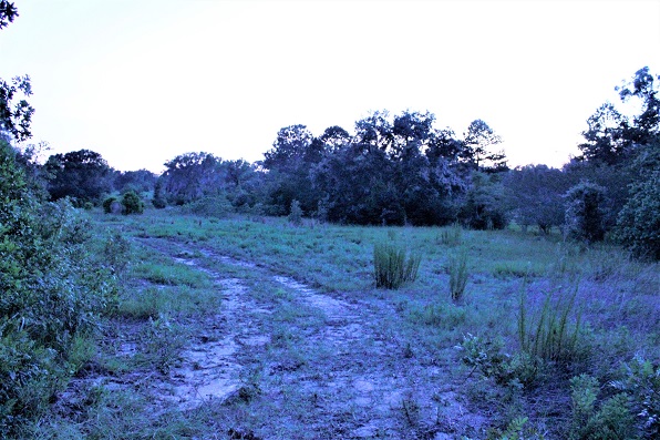 This fairway near the clubhouse is an overgrown field at this point. The golf cart track needs some TLC.