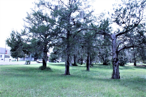 Four ancient cedar trees stand on the proposed park site and are currently slated to be cut down to make room for more parking.