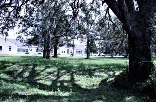 Live oak trees that shade much of the proposed Levy County Park would be preserved when the park is developed next door to the Levy County Government Center shown in the background. This photo also shows one of two natural drains that pass through the park site.