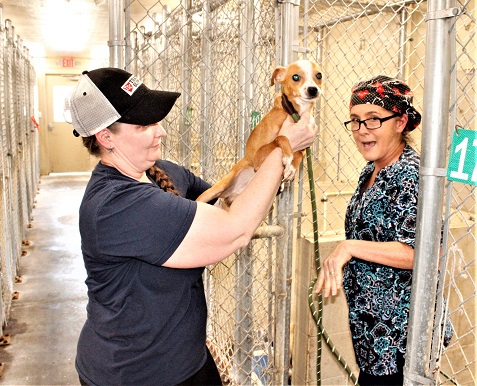Sarah Podobinski accepts a nervous little pop from animal services volunteer Kristi Selck in the county shelter. The lucky pup is bound for South Florida and its forever home.